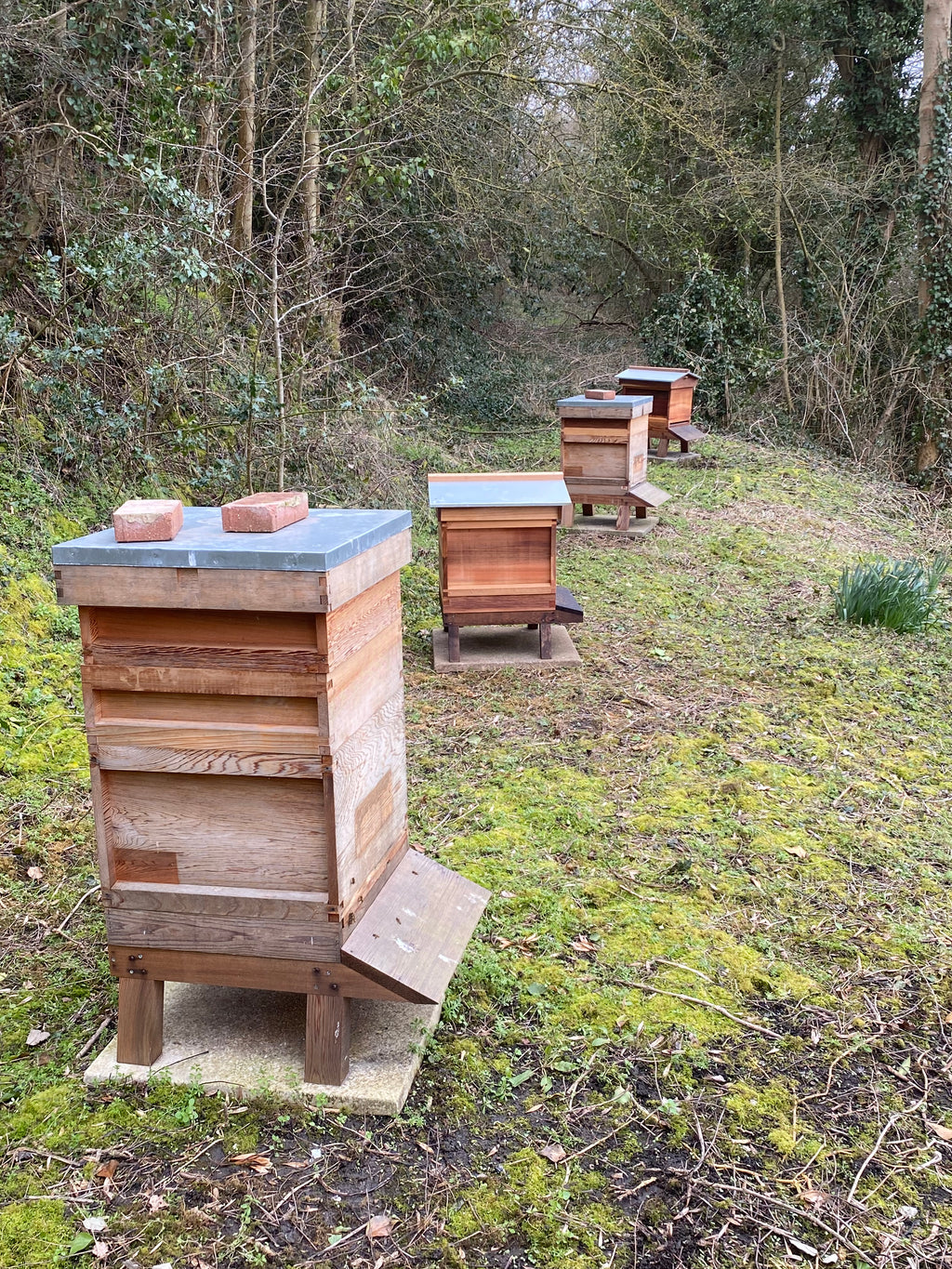 Meet the Bees