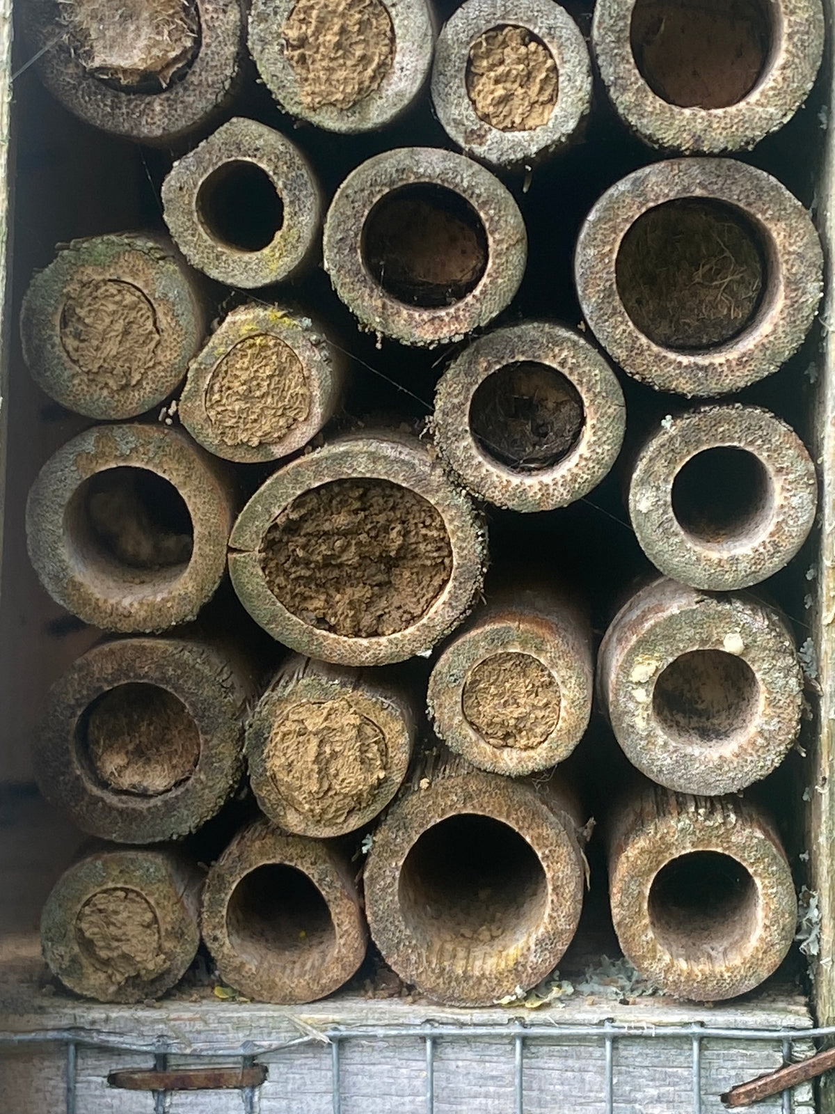 Make a Bug Hotel - 11 April 2027