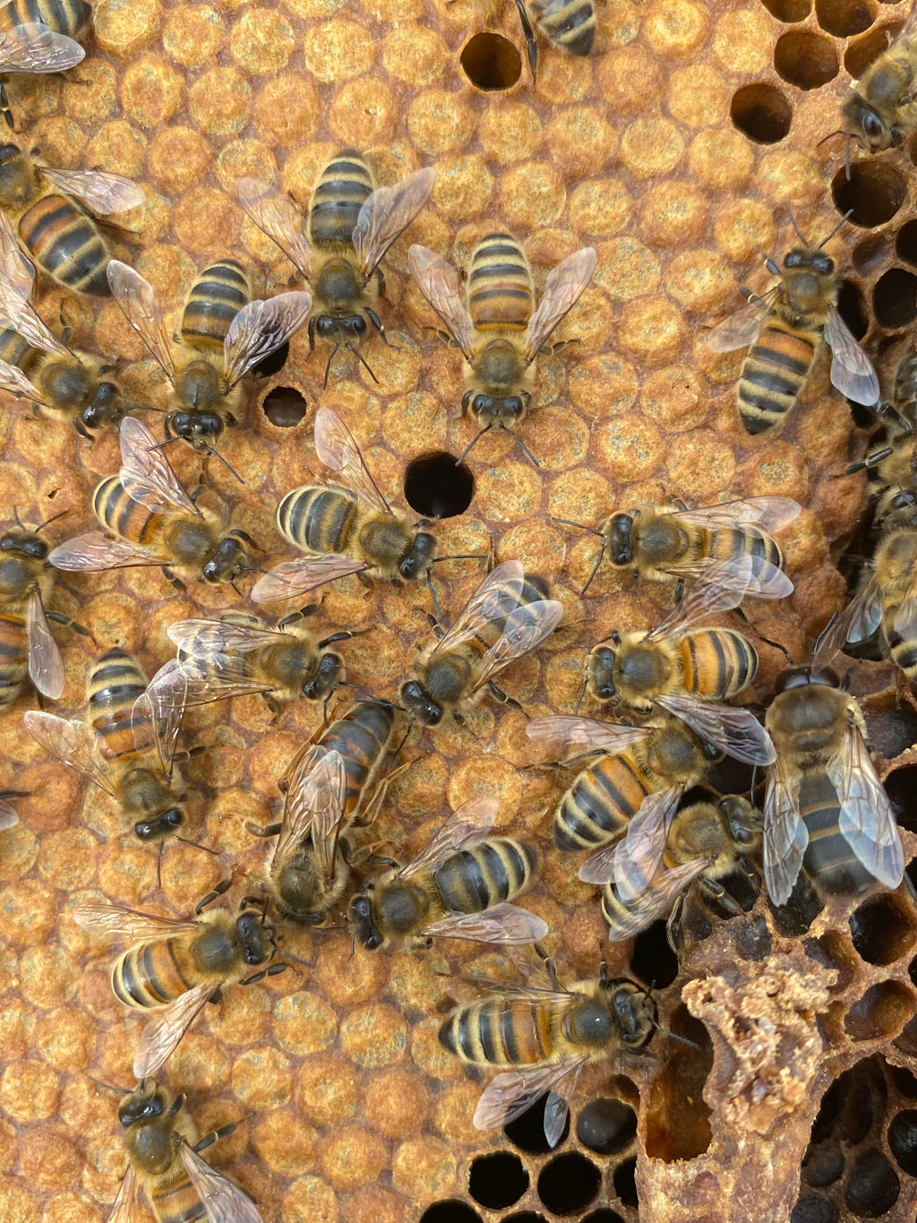 Meet the Bees