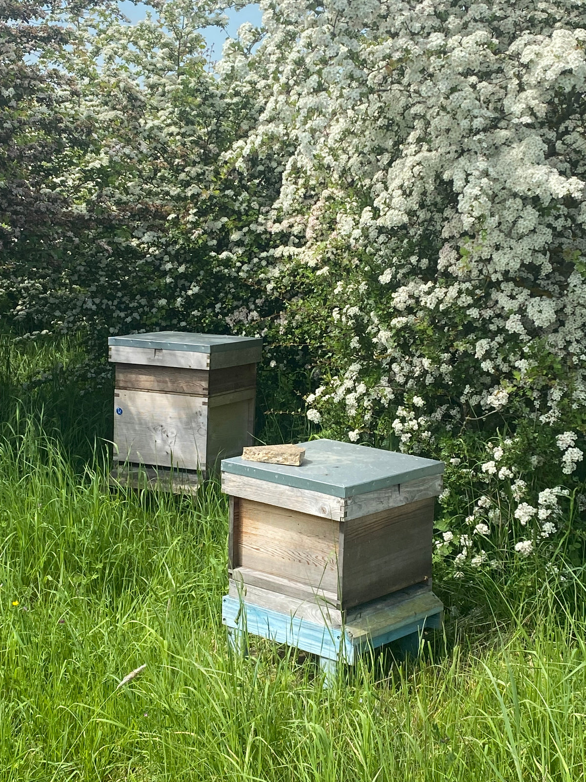 Adopt a Honey Bee Hive
